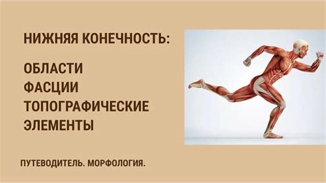 Части тела. Нижняя конечность. Области, фасции, топографические ...