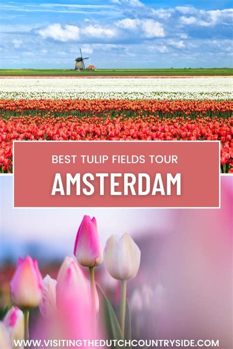 Best guided tulip bike tours in Holland 2025: See flower fields in ...