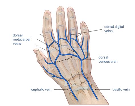 Wrist Hand Anatomy