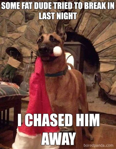 50 Hilarious Christmas Memes Funny Dog Memes Funny Animal Jokes