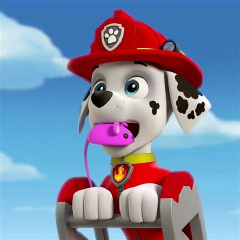 Pin by Abigail Anderson on Paw Patrol | Marshall paw patrol, Paw patrol ...