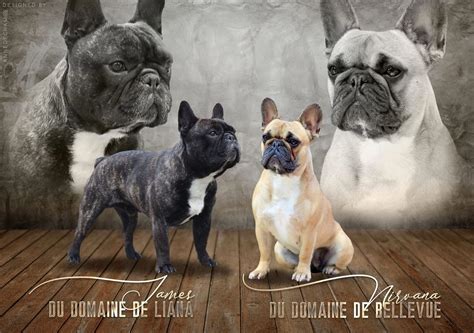 Magnifiques Chiots Bouledogue Français 33720 Uncompagnonfr