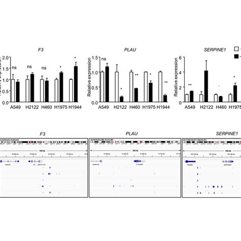 Coagulome Gene Expression In Lung Cancer Cell Lines Treated With