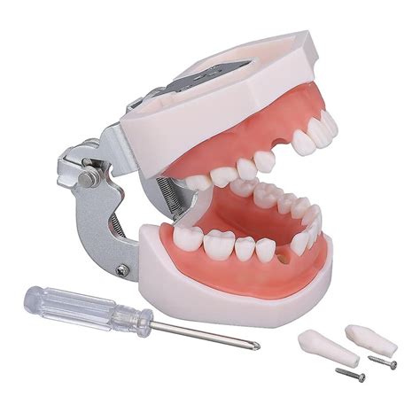 Pratique Modelos De Dentes Dentistas Para Estudantes Odontol Gicos