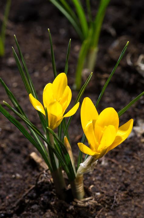 Bird S Foot Trefoil Herb Vascular Plant Free Photo Avopix