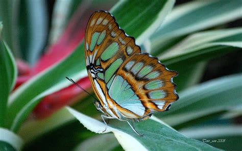 Papillon butterfly wallpaper | 1680x1050 | #13928