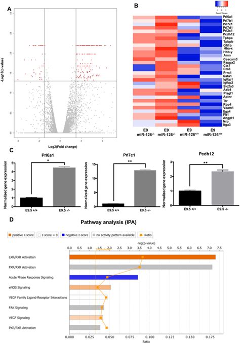 Mir Regulates Glycogen Trophoblast Proliferation And Dna