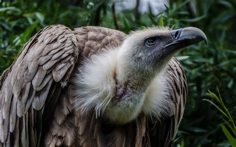 Birds Griffon Vulture Griffon Vulture Scientific Name Gyps Fulvus Bird