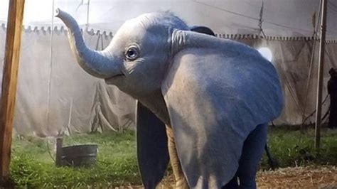 Dumbo Dirigido por Tim Burton ganha 1º trailer assista Bahia