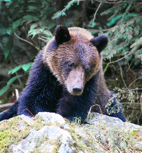 Bears