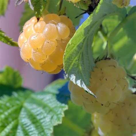 White Raspberry Roots Nursery