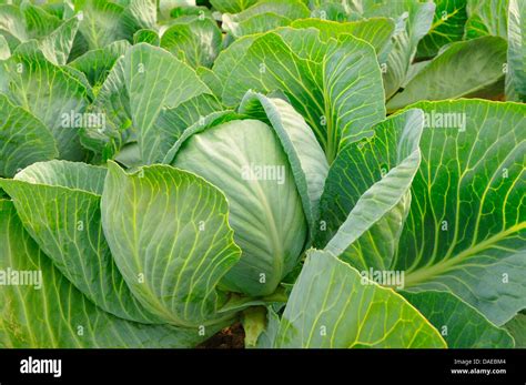 White Cabbage Brassica Oleracea Var Capitata F Alba Fresh Head Of Cabbage In A White