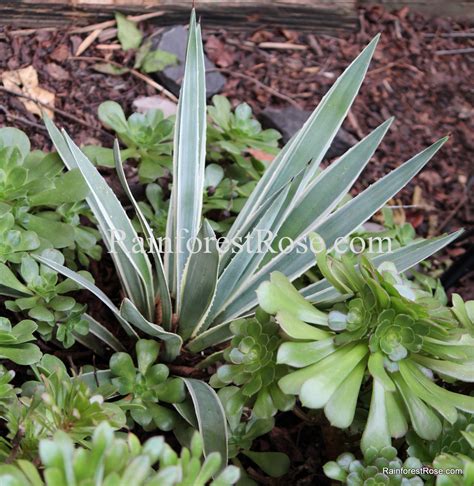 Agave Angustifolia Variegata Caribbean Agave Baby Cutting