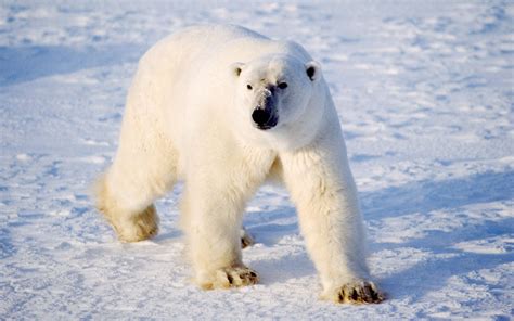 How Much do Polar Bear Weigh? - 101 Animals