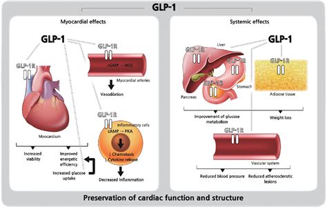 PDF Cardiovascular Effects Of Glucagon Like Peptide 1 Receptor