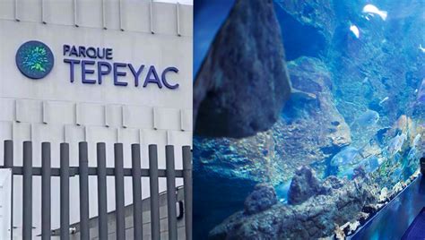 Qui N Es El Due O Del Acuario Tepeyac El Nuevo Destino Que Emociona A