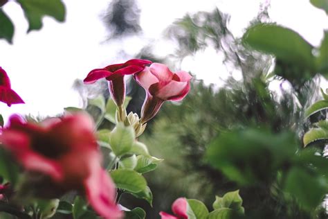 Red and Green Flowers · Free Stock Photo