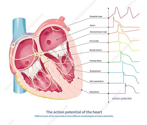 Action Potential Of The Heart Illustration Stock Image C