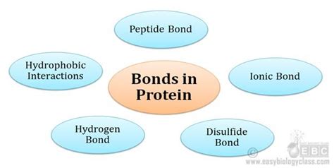 Chemical Bonds in Protein (Biochemistry Notes) | easybiologyclass