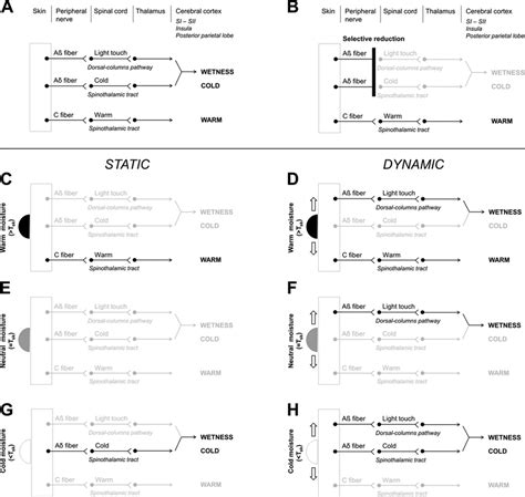 Neurophysiological Model Of Skin Wetness Perception Mechanosensitive