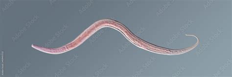 Nematode roundworm stained under the phase contrast microscope Stock ...