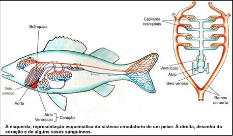 Peixes Anatomia Interna