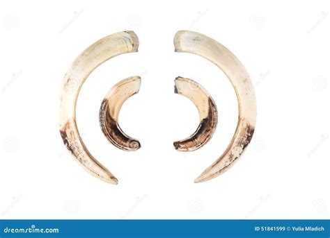 Boar Tusk Isolated on White Stock Image - Image of fang, nature: 51841599