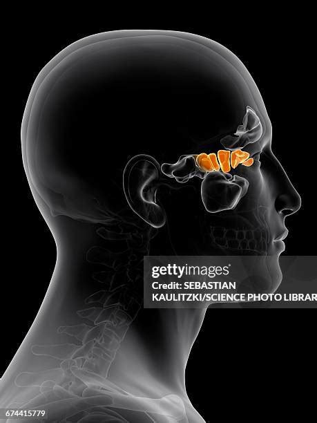 106 Human Sinuses Anatomy Stock Photos, High-Res Pictures, and Images ...