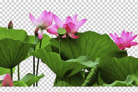 Changchun Yushu Jilin Nelumbo Nucifera Falun Gong Dharmachakra Loto