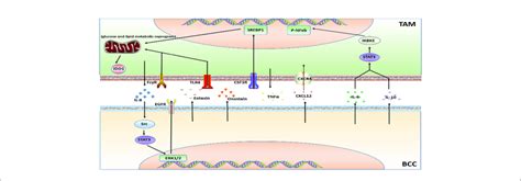 Major Mechanisms Of Targeted Therapy Resistance In Bc In Connection