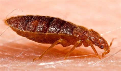 The Most Effective Method Of Getting Rid Of Bed Bugs At Home