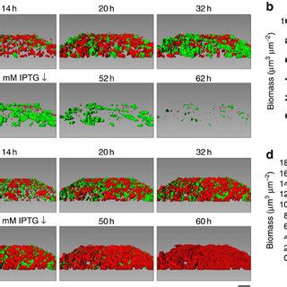 Biofilms formed by cells that lack their respective biofilm dispersal ... 