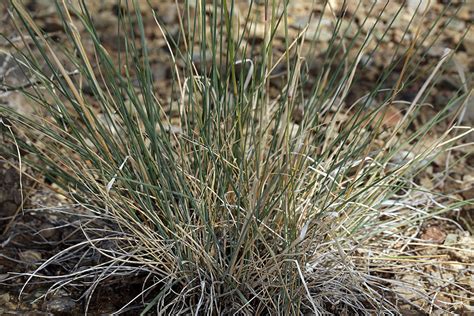 Needle And Thread Plants Of Lone Mesa State Park Inaturalist