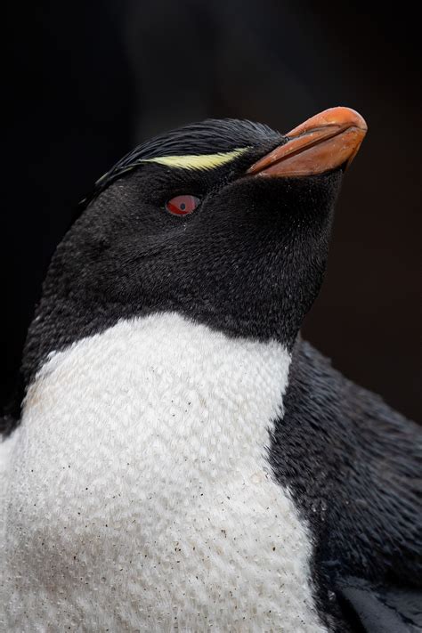 Southern Rockhopper Penguin | Paul Gadd
