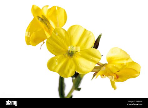 Common Evening Primrose Or Evening Star Oenothera Biennis Stock Photo