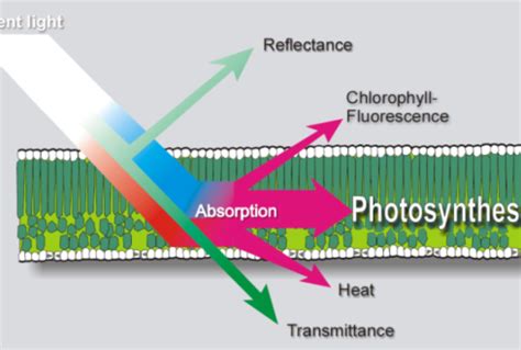 Chlorophyll Fluorescence Detects Water Stress - CID Bio-Science