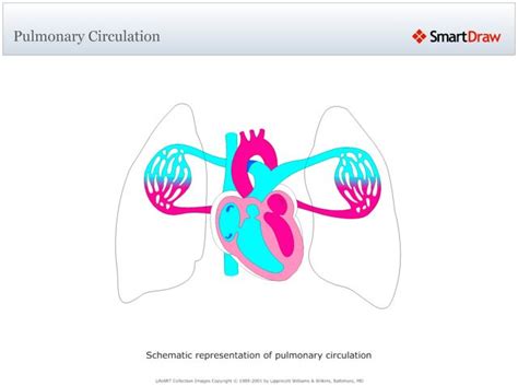 Pulmonary Circulation