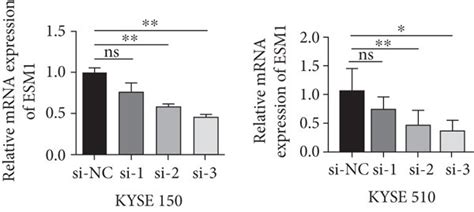 ESM1 Promoted The Proliferation Migration And Invasion Of Esophageal