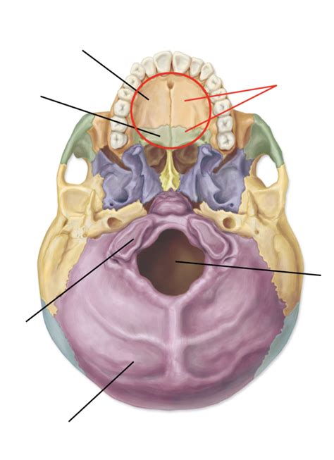 Axial Skeleton Diagram | Quizlet