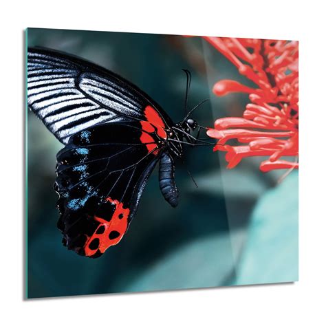 ArtprintCave Czarny Motyl Owad Nowoczesne Foto Na Szkle 60x60 Cm