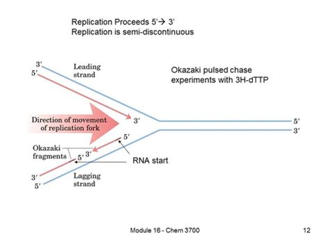 DNA Replication And Repair Flashcards Quizlet