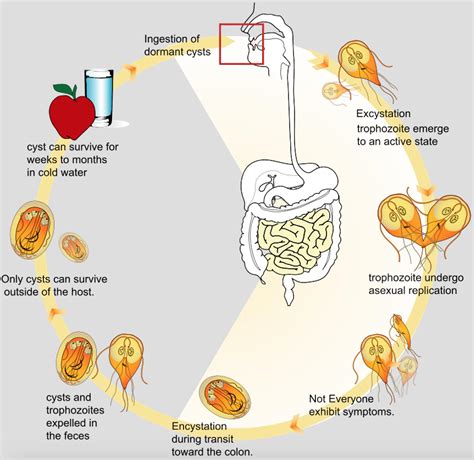 Gi Infections Of Protozoa Microbiology Medbullets Step 1