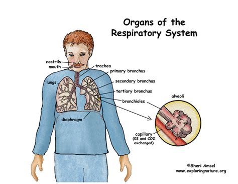 Respiratory System Cell Types