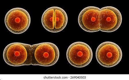 Amitosis Images, Stock Photos & Vectors | Shutterstock