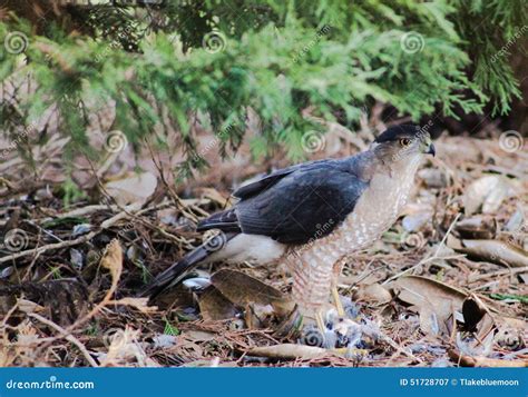 Coopers Hawk with Prey Feathers Stock Image - Image of cooperil ...