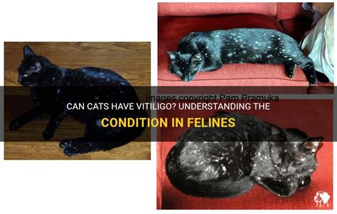 Can Cats Have Vitiligo? Understanding The Condition In Felines | PetShun