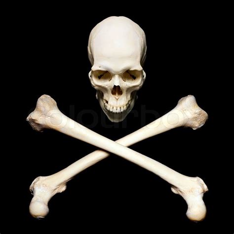 Real Bone Human Skulls