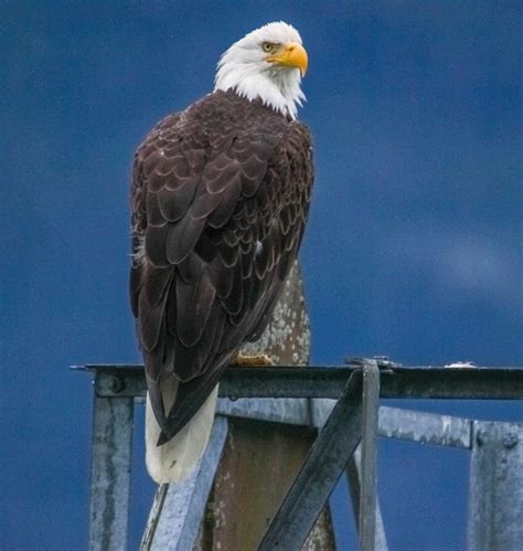 Cannundrums: Bald Eagle - Alaska