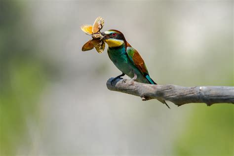 Fond d écran la nature perroquet branche vert faune le bec