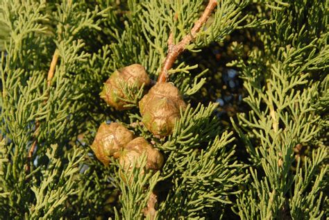 Cupressus sempervirens (Common Cypress, Italian Cypress, Mediterranean ...